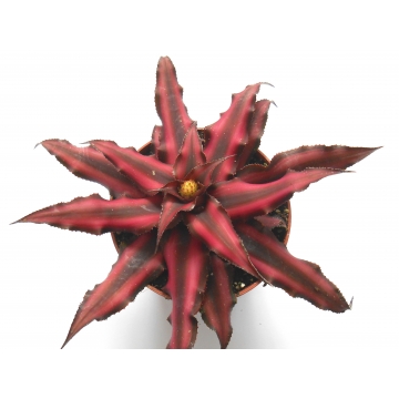 Bromélie Kryptantus...