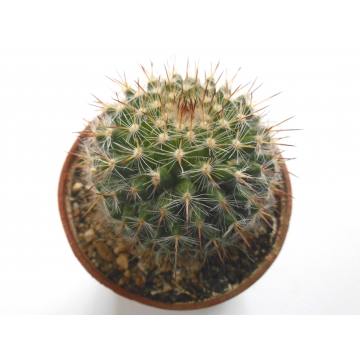Mammillaria woodsii