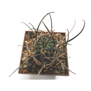 Lobivia ferox v longispina
