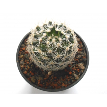 Coryphantha vivipara