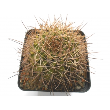Acanthocalycium...