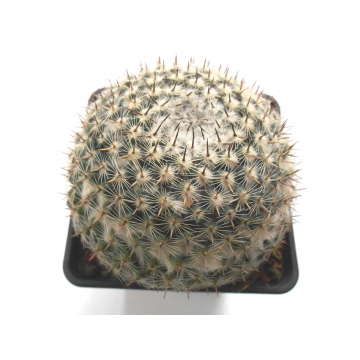 Mammillaria melanocentra...