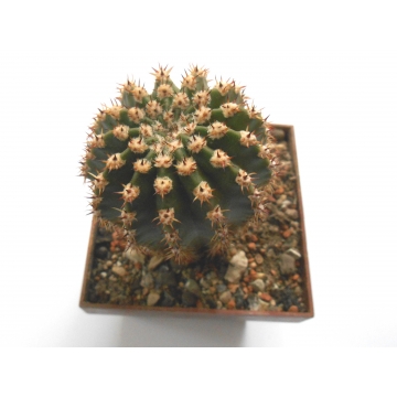 Echinopsis hybrid žlutý květ