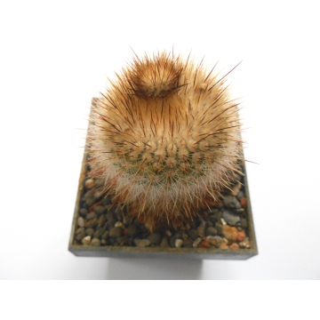 Notocactus scopa rubra