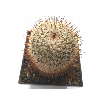 Mammillaria vaupelii