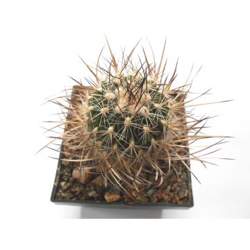 Echinofossulocactus lloydii...