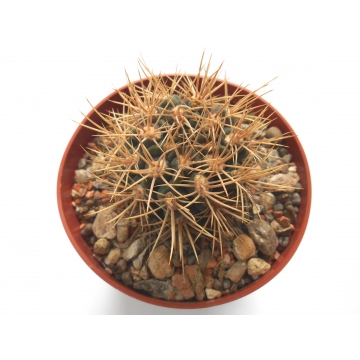 Gymnocalycium neuhuberi