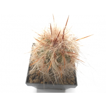 Oreocereus celsianus