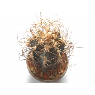Astrophytum capricorne