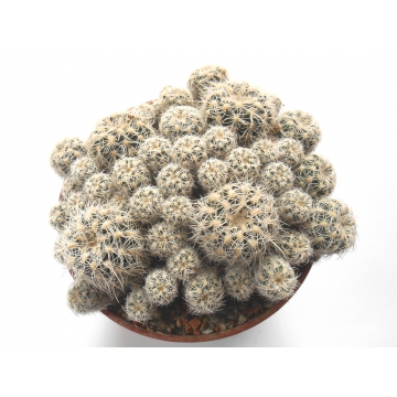 Gymnocalycium bruchii var....