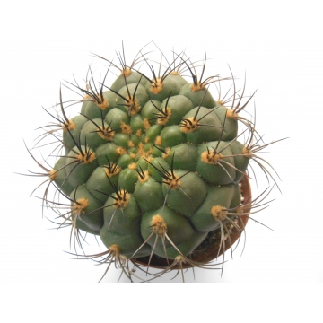 Gymnocalycium saglione