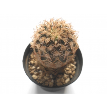 Echinocereus reichenbachii...