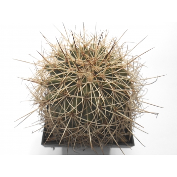 Gymnocactus horripilus