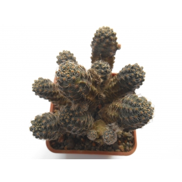 Rebutia pygmaea var....