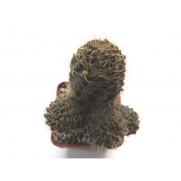 Rebutia euanthema v. oculata
