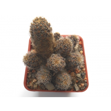 Rebutia pygmaea v. knizei