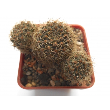 Rebutia brunescens