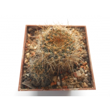 Rebutia flavistyla