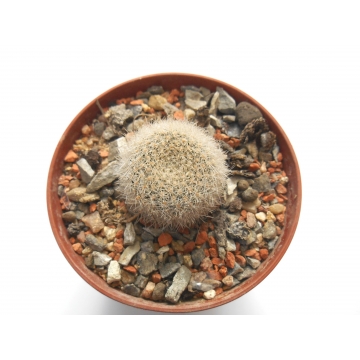 Aylostera narvaecensis
