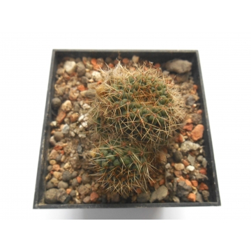 Rebutia tarvitaensis
