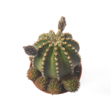 Echinopsis eyriesii hybrid