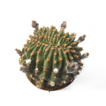 Echinopsis eyriesii...