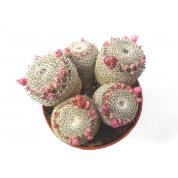 Mammillaria matudae