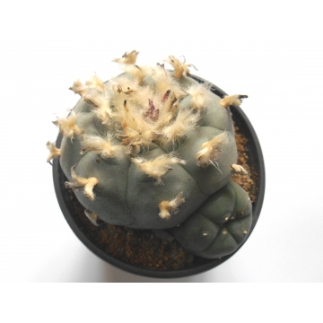 Lophophora williamsii