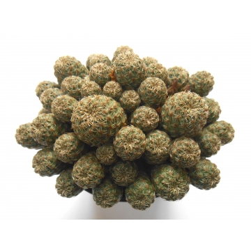 Sulcorebutia tarabucoensis...