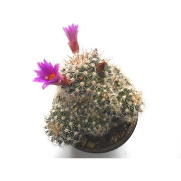 Mammillaria dodsonii