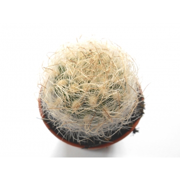 Mammillaria Senilis