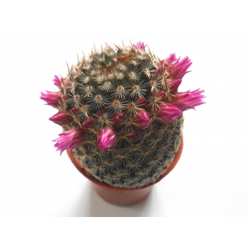 Mammillaria Matudae