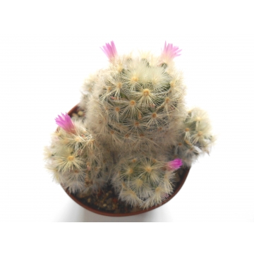 Mammillaria carmenae