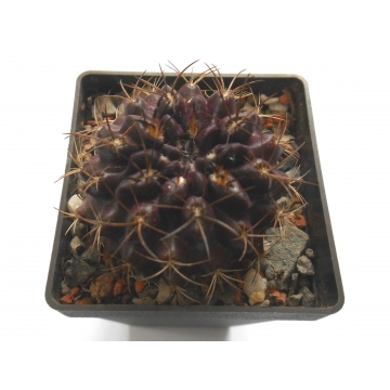 Pyrrhocactus hankeanus RS1434