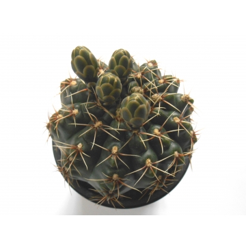 Gymnocalycium baldianum