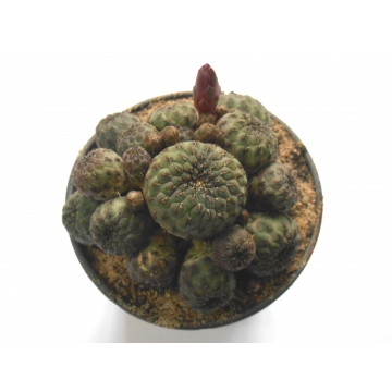 Sulcorebutia rauschii LH 694
