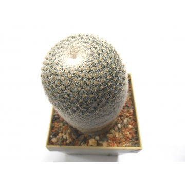 Mammillaria microthele sp