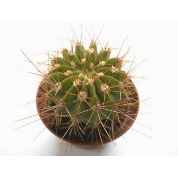 Acanthocalycium peitscherianum