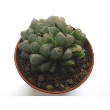 Haworthia cooperi v. obesa