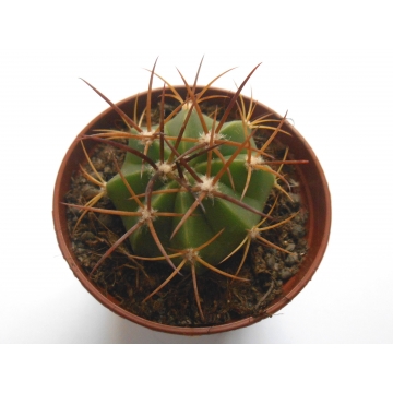 Melocactus canescens
