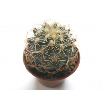 Gymnocactus knuthianus