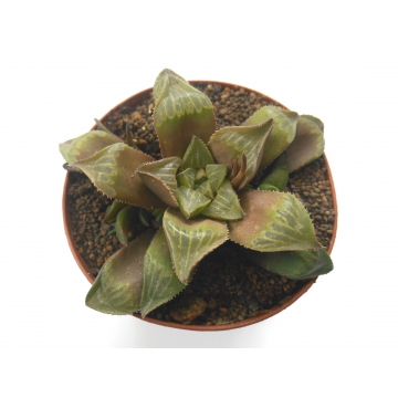 Haworthia retusa