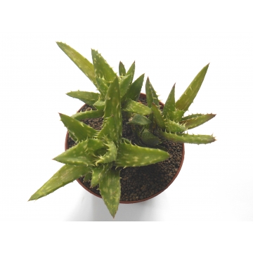 Aloe juvenna