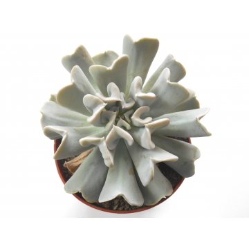 Echeveria runyonii