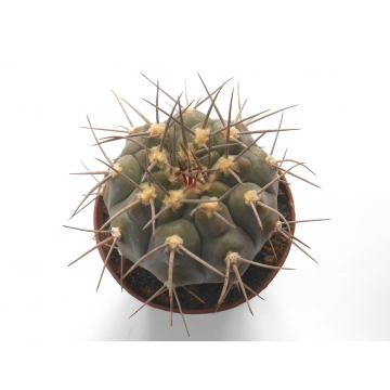 Gymnocalycium glaucum