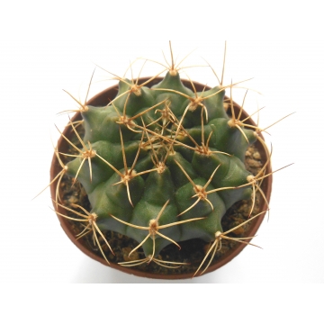 Gymnocalycium anisitsii