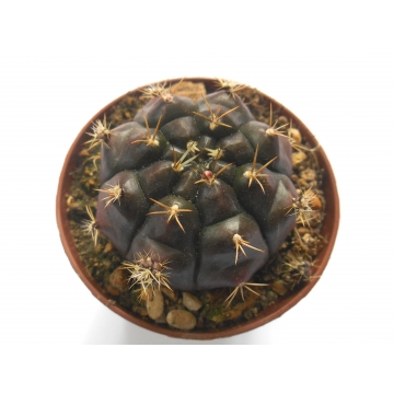 Gymnocalycium damsii...