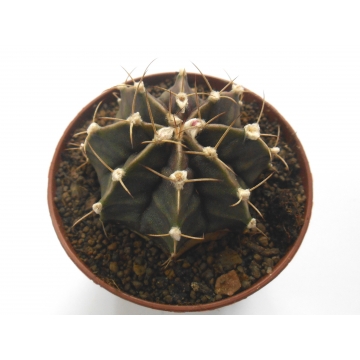 Gymnocalycium stenopleurum