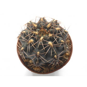 Gymnocalycium genseri
