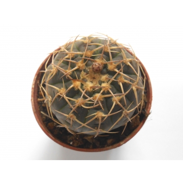 Gymnocalycium triacanthum